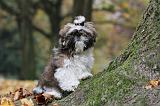 SHIH TZU 139
